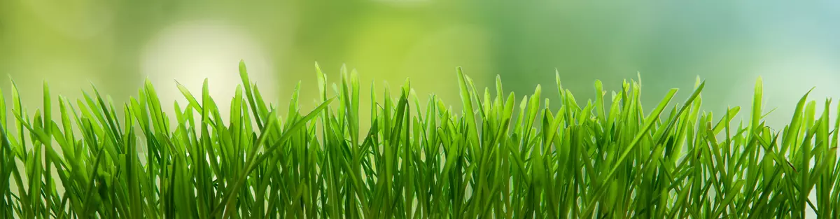 grüne Wiese als Zeichen für Umweltschutz und Soziales Engagement